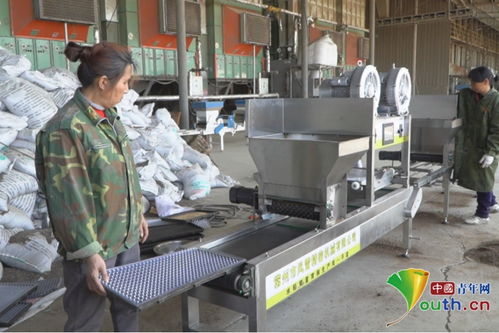 南昌新建區(qū) 育秧工廠播種忙，機(jī)械育秧助春耕